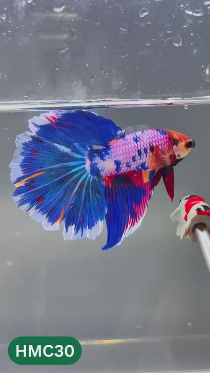 Multicolor Halfmoon Male Betta Fish | High Grade | Order Directly From Farm |  You Pick Fish |