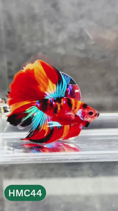 Multicolor Halfmoon Male Betta Fish | High Grade | Order Directly From Farm |  You Pick Fish |