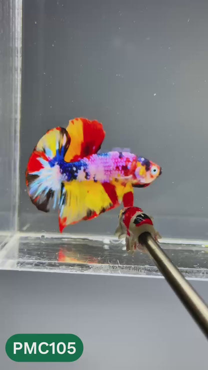 Multicolor Plakat Male Betta Fish |Show Grade|  You Pick Fish