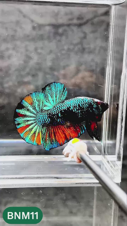 Dark Flame Hellfire Plakat Male Betta Fish | You Pick Fish | Rare Betta