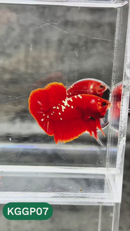 Golden Star Dust Galaxy Plakat Male Betta Fish | Super Rare | You Pick Fish