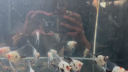 Panda Angelfish