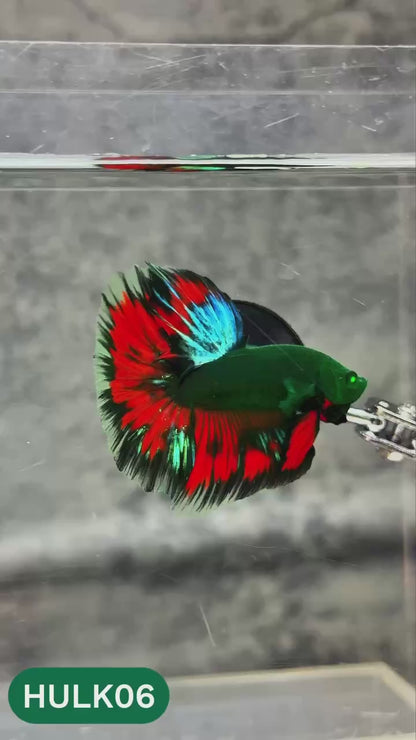 Black Hulk Halfmoon Male Betta Fish | You Pick Fish