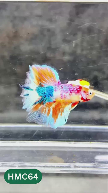 Multicolor Halfmoon Male Betta Fish | High Grade | Order Directly From Farm |  You Pick Fish |