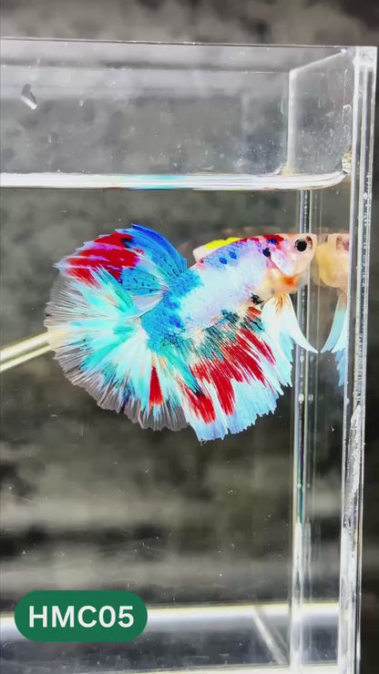 Multicolor Halfmoon Male Betta Fish | High Grade | Order Directly From Farm |  You Pick Fish |