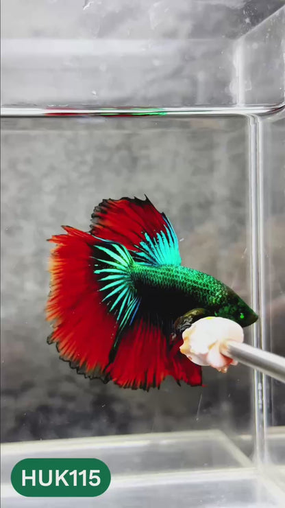 Black Hulk Halfmoon Male Betta Fish | You Pick Fish