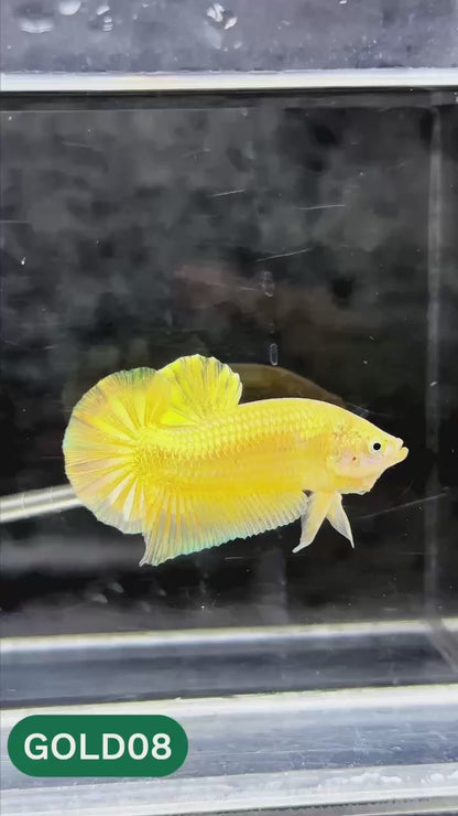 Super Gold Plakat Male Betta Fish | You Pick Fish | Show Grade