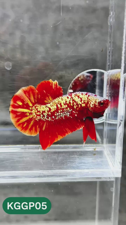 Golden Star Dust Galaxy Plakat Male Betta Fish | Super Rare | You Pick Fish