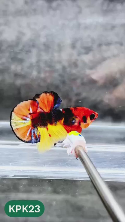 Multicolor Plakat Male Betta Fish |Show Grade|  You Pick Fish