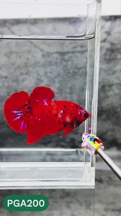 King Giant Plakat Male Betta Fish | You Pick Fish | High Grade
