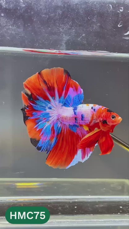 Multicolor Halfmoon Male Betta Fish | High Grade | Order Directly From Farm |  You Pick Fish |