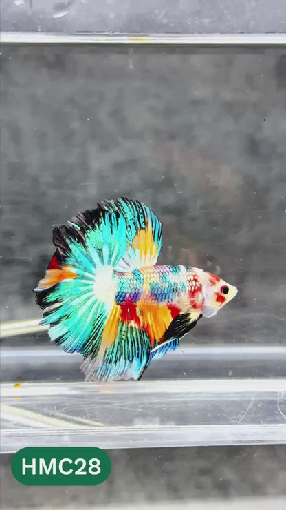 Multicolor Halfmoon Male Betta Fish | High Grade | Order Directly From Farm |  You Pick Fish |