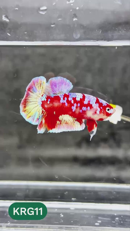 Koi Red Gold Galaxy Plakat Male Betta Fish | You Pick Fish