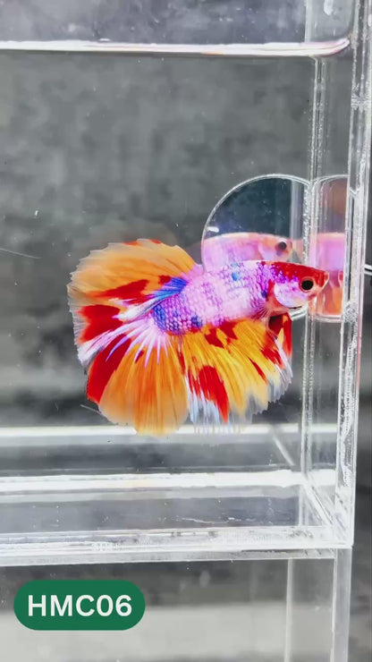 Multicolor Halfmoon Male Betta Fish | High Grade | Order Directly From Farm |  You Pick Fish |