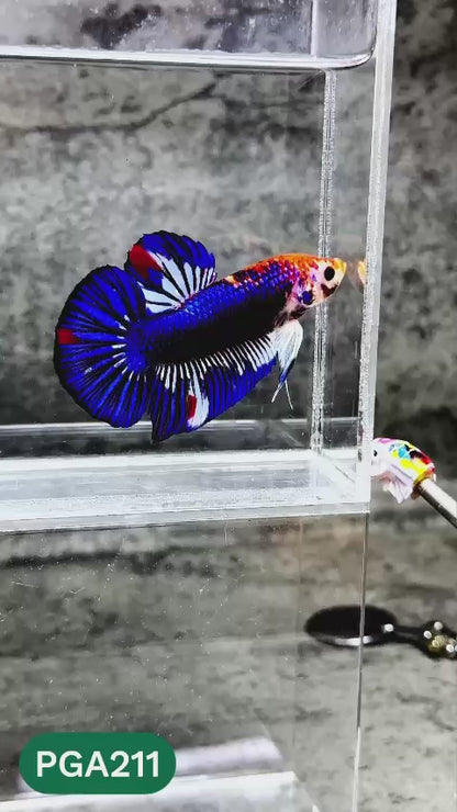 King Giant Plakat Male Betta Fish | You Pick Fish | High Grade