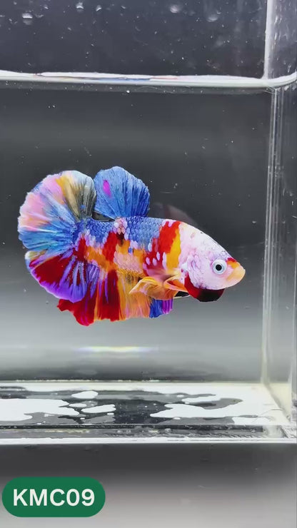 Multicolor Yellow Base Plakat Male Betta Fish | Order Directly From Farm |  You Pick Fish