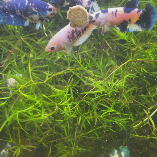 Female Betta Fish Sorority Marble Dot Moo Cow Plakat