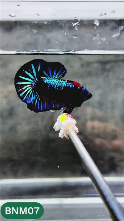Dark Flame Hellfire Plakat Male Betta Fish | You Pick Fish | Rare Betta