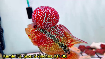 Golden Base Kamfa Flowerhorn Cichlid | You Pick Fish |