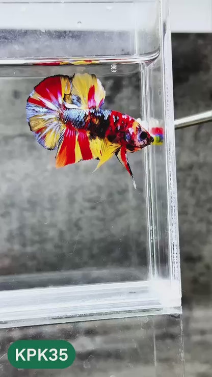 Multicolor Plakat Male Betta Fish |Show Grade|  You Pick Fish