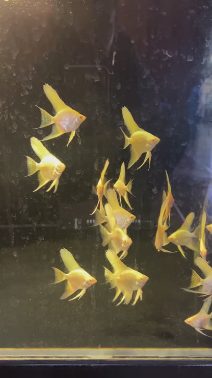 Gold Angelfish