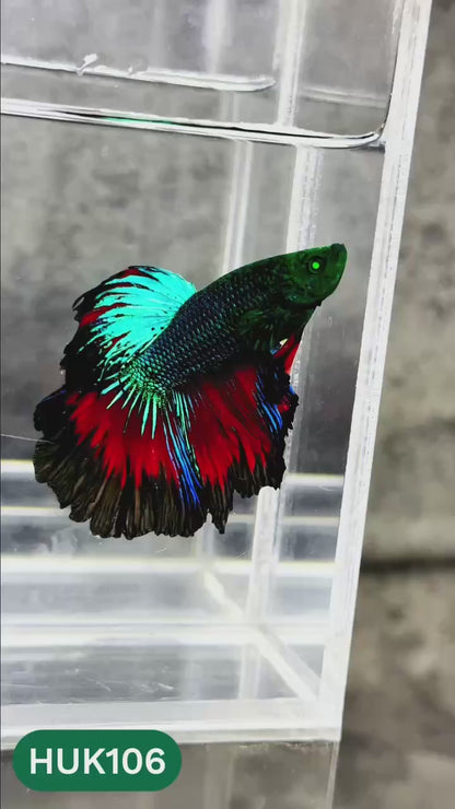 Black Hulk Halfmoon Male Betta Fish | You Pick Fish