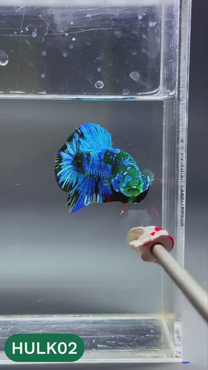 Galaxy Hulk Plakat Male Betta Fish | Exotic Grade | You Pick