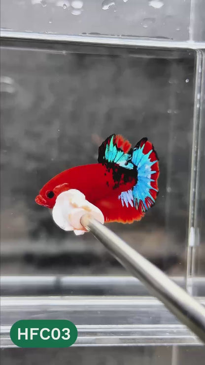 Hellboy Plakat Male Betta Fish | Order Directly From Farm | You Pick Fish