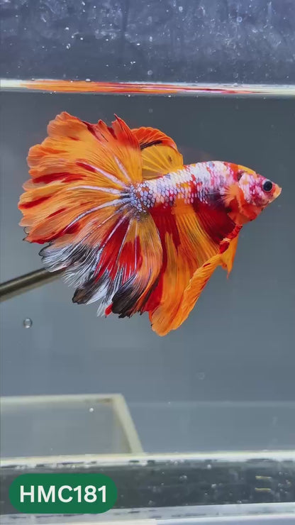 Multicolor Halfmoon Male Betta Fish | Order Directly From Farm | You Pick Fish