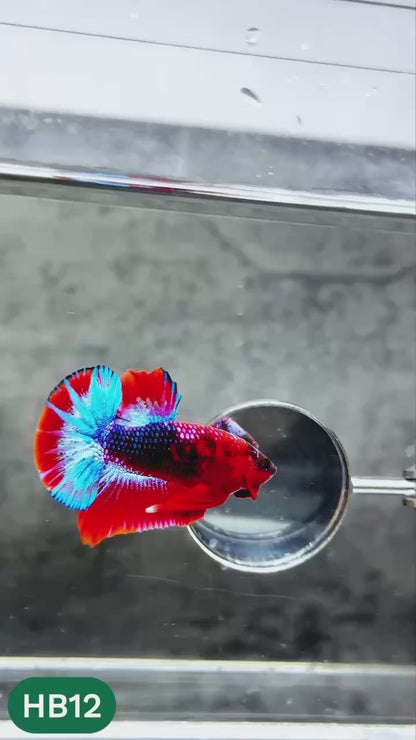 Hellboy Plakat Male Betta Fish | Order Directly From Farm | You Pick Fish