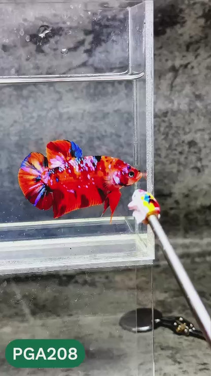 King Giant Plakat Male Betta Fish | You Pick Fish | High Grade