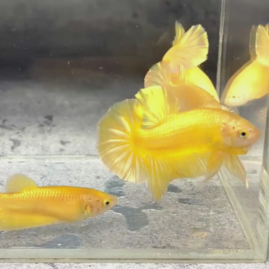 Super Gold Female Betta Fish | Premium Gold