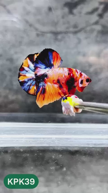 Multicolor Plakat Male Betta Fish |Show Grade|  You Pick Fish