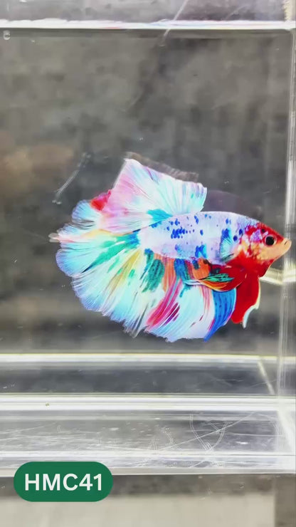 Multicolor Halfmoon Male Betta Fish | High Grade | Order Directly From Farm |  You Pick Fish |