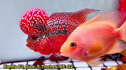 Golden Base Kamfa Flowerhorn Cichlid | You Pick Fish |