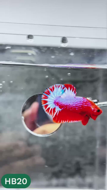 Hellboy Plakat Male Betta Fish | Order Directly From Farm | You Pick Fish