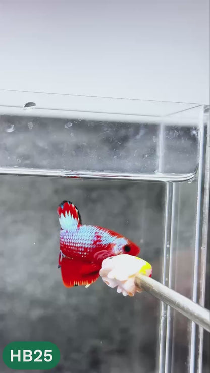 Hellboy Plakat Male Betta Fish | Order Directly From Farm | You Pick Fish