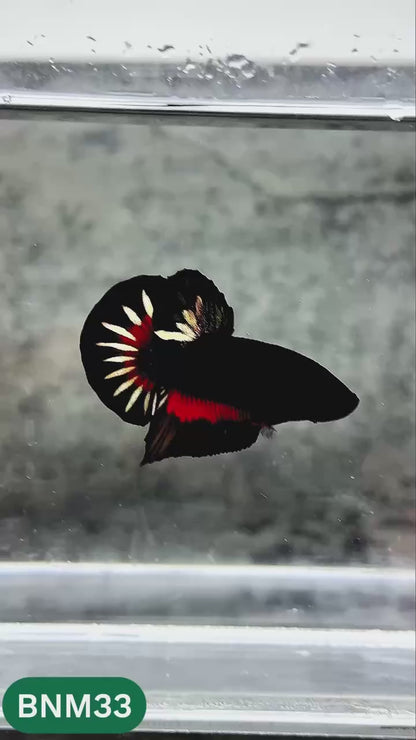Dark Flame Hellfire Plakat Male Betta Fish | You Pick Fish | Rare Betta