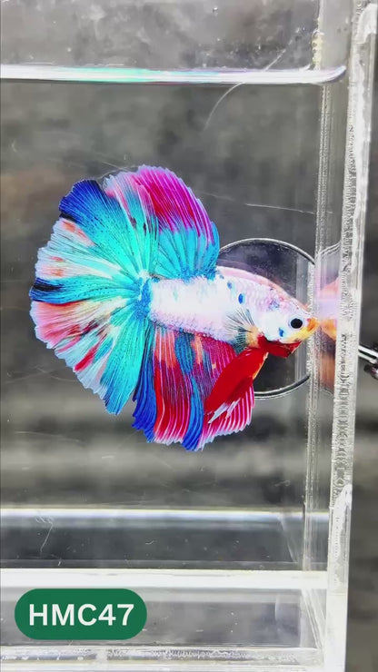 Multicolor Halfmoon Male Betta Fish | High Grade | Order Directly From Farm |  You Pick Fish |
