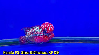 Golden Base Kamfa Flowerhorn Cichlid | You Pick Fish |