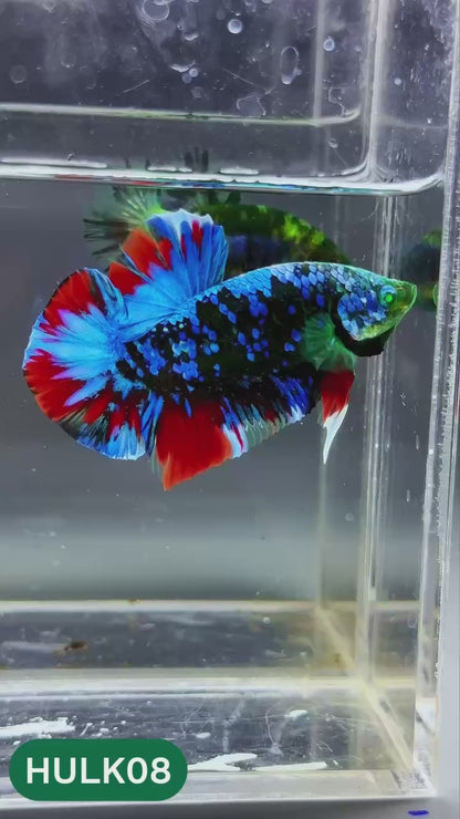 Galaxy Hulk Plakat Male Betta Fish | Exotic Grade | You Pick