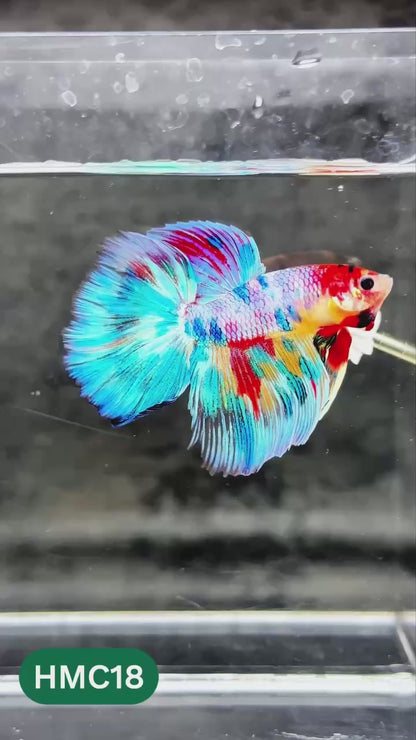 Multicolor Halfmoon Male Betta Fish | High Grade | Order Directly From Farm |  You Pick Fish |