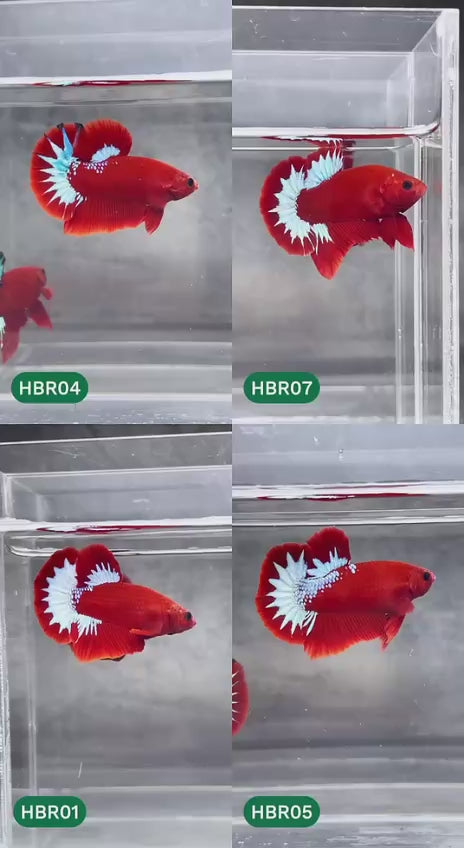 Red Fancy Star Tail Plakat Male Betta Fish — Swimming Video