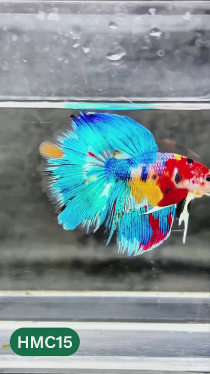 Multicolor Halfmoon Male Betta Fish | High Grade | Order Directly From Farm |  You Pick Fish |