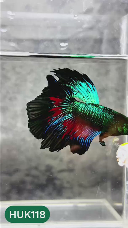 Black Hulk Halfmoon Male Betta Fish | You Pick Fish