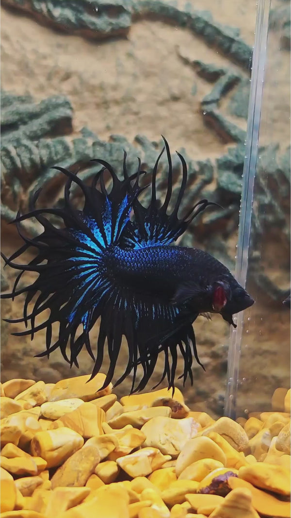 Crowntail Black Copper Male Betta Fish — Swimming Video