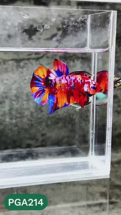 King Giant Plakat Male Betta Fish | You Pick Fish | High Grade