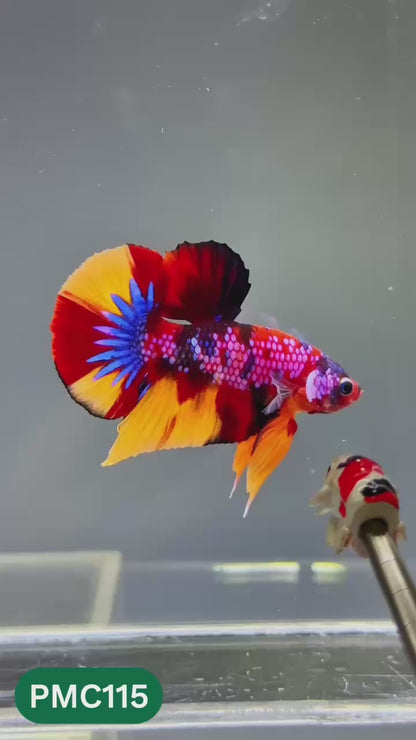 Multicolor Plakat Male Betta Fish |Show Grade|  You Pick Fish