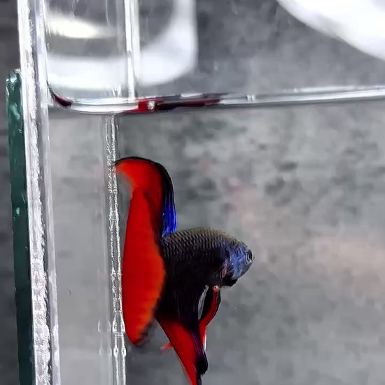 Original Spade Tail Wild Betta Splendens Male