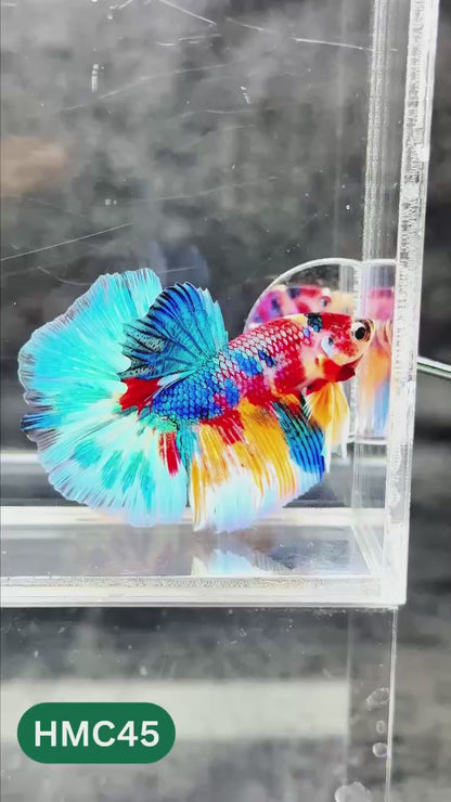 Multicolor Halfmoon Male Betta Fish | High Grade | Order Directly From Farm |  You Pick Fish |